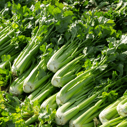 Seler naciowy. 8,90 zl/szt.